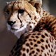 Illustration for article titled iFeministe/i Writer: Cheetah Article Actually Sort Of A Rape Joke